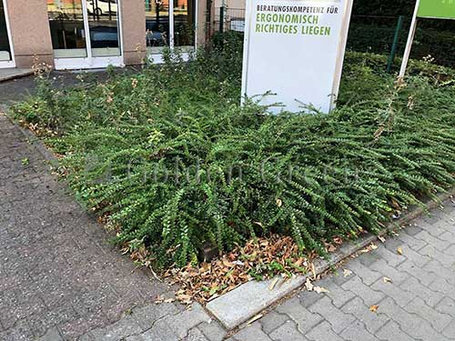 kunstrasen-business-05