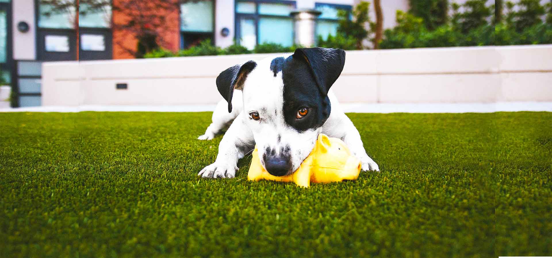 kunstrasen garten hund